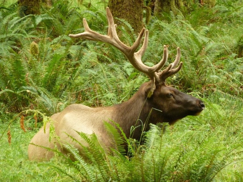 Seattle: Olympic National Park Small-Group Tour - Key things I’d plan around