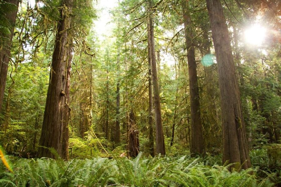 Seattle: Olympic National Park Small-Group Tour - Old-Growth Forest Trails and Waterfall Mist