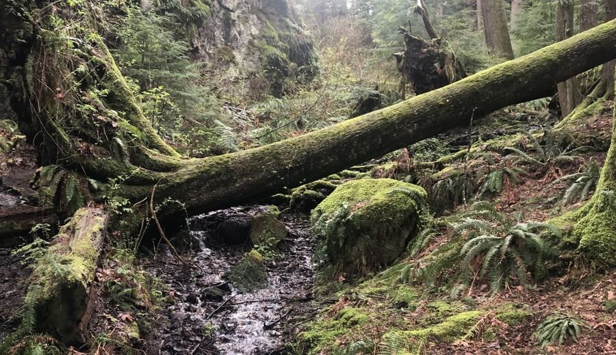 Seattle: Snoqualmie Falls and Twin Falls Guided Tour - Why Snoqualmie and Twin Falls Work So Well as a Half-Day