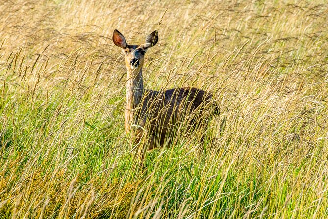 Skagit Valley Birding + Deception Pass Day Tour From Seattle - Deception Pass State Park: trails, beachcombing, and an optional bridge walk
