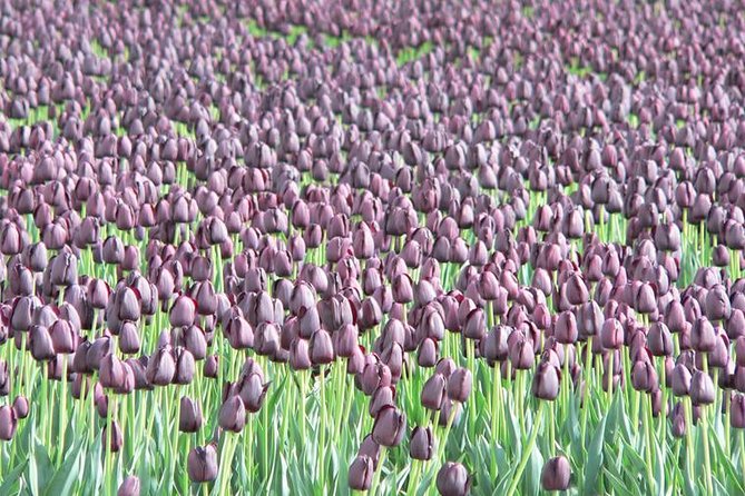 Skagit Valley Tulip Festival Day Tour from Seattle - MoPOP pickup at 7:30 am, check-in by 7:45 am, and what that means for you