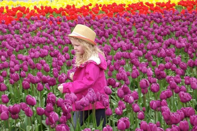 Skagit Valley Tulip Festival Day Tour from Seattle - Tulip Valley Farms: where you roam the big fields and grab 10 stems