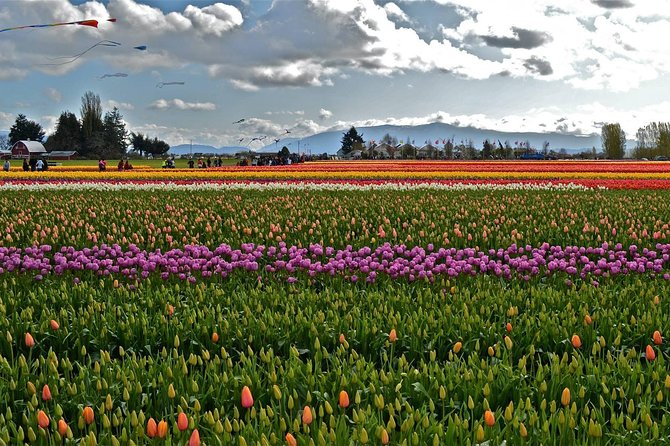 Skagit Valley Tulip Festival Day Tour from Seattle - Weather, timing, and how to keep the day fun even if it rains