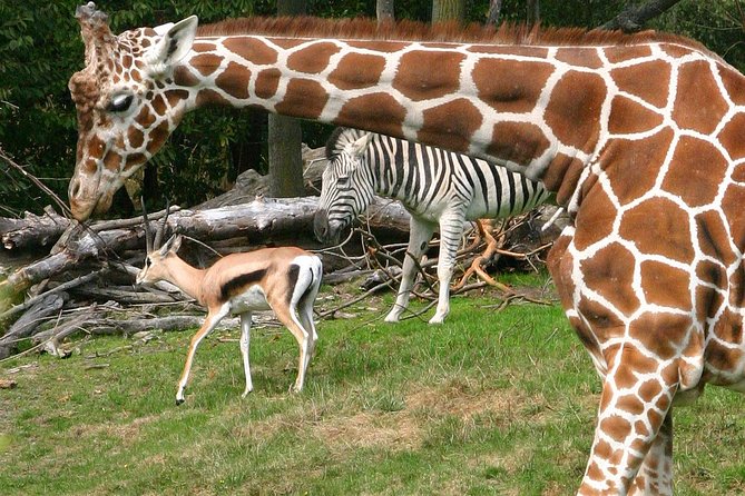Skip the Line: Daily Admission at Woodland Park Zoo Ticket - Key things to know before you go