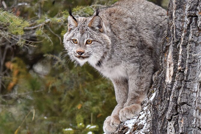 Skip the Line: Daily Admission at Woodland Park Zoo Ticket - Woodland Park Zoo, 92 acres of habitats you can actually walk through