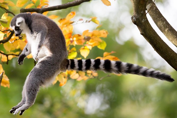 Skip the Line: Daily Admission at Woodland Park Zoo Ticket - The animals and zones to prioritize for a first-time day