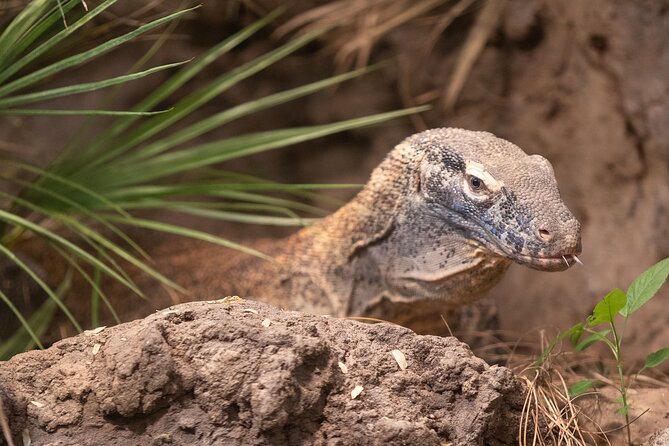 Skip the Line: Daily Admission at Woodland Park Zoo Ticket - Outdoor theater programs and ambassador animals you can catch