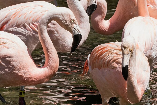 Skip the Line: Daily Admission at Woodland Park Zoo Ticket - Orangutans and big forest-canopy viewing