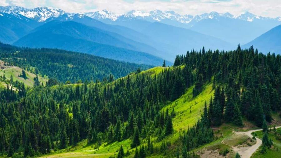 Small Group: Olympic National Park Day Tour From Seattle - When Hurricane Ridge is closed, the smart swap to Ediz Hook and East Beach