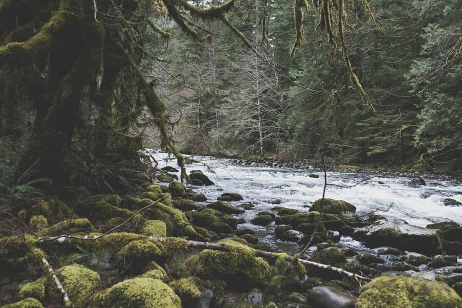 Snoqualmie, Twin Falls & Ancient Forest (Transport Included) - A Balanced Take: Who This Tour Fits Best