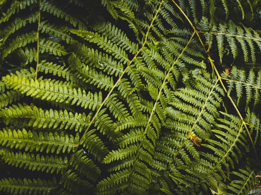 Snoqualmie, Twin Falls & Ancient Forest (Transport Included) - Price and What You Really Get for $66