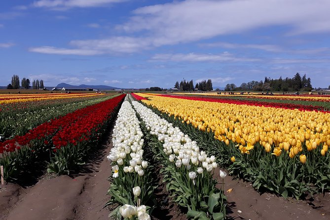 Tulip Festival and Skagit Valley Tour - Why Skagit Valley tulips feel like more than a photo stop