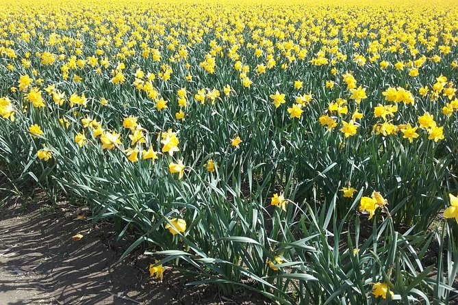 Tulip Festival and Skagit Valley Tour - The Skagit Valley Tulip Festival stop: where the day turns into an event