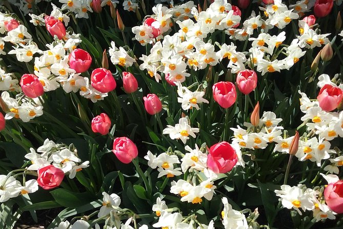 Tulip Festival and Skagit Valley Tour - Price and value: what $252.70 buys you on a tulip day