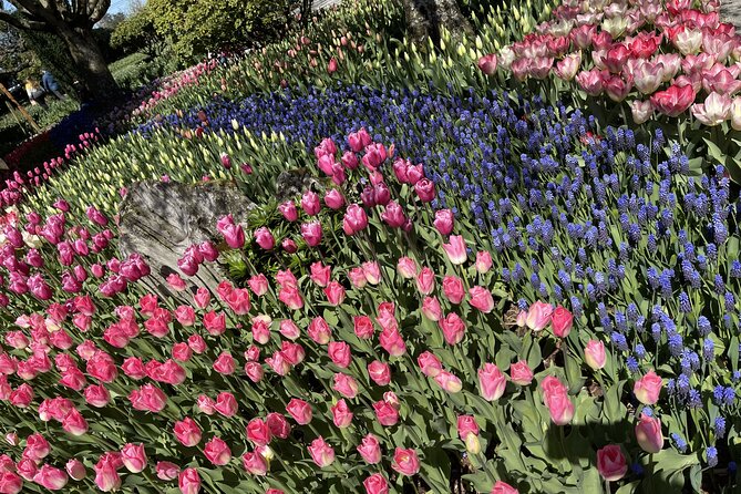 Tulip Festival in Skagit Valley Tour from Seattle - Skagit Valley Tulip Festival Day Trips That Start With Seattle Ease