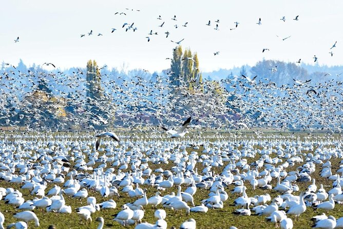 Tulip Festival in Skagit Valley Tour from Seattle - Mount Vernon and Snow Geese: A Wildcard You Can Still Plan For