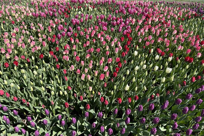 Tulip Festival in Skagit Valley Tour from Seattle - The Road Between Seattle and Skagit County: Where the Scenery Gets Added Value