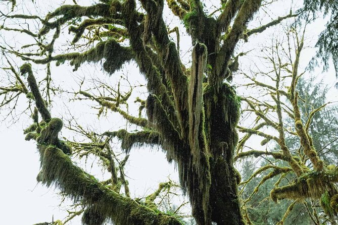 Twilight Forks Washington Tour - Seattle Pickup, Private Van, and a Small Group Day