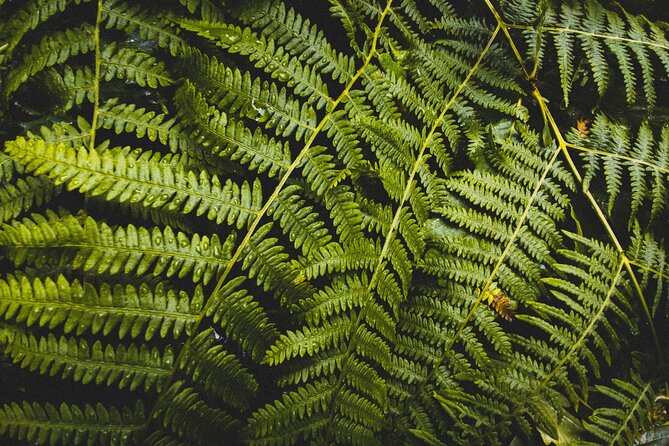 Visit Snoqualmie and Hike to Twin Falls (Transportation included) - Who should book this Snoqualmie and Twin Falls morning tour