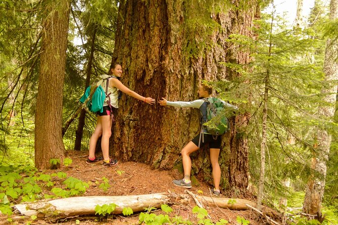 Visit Snoqualmie waterfall and an old forest (Transport Included) - Key points before you go