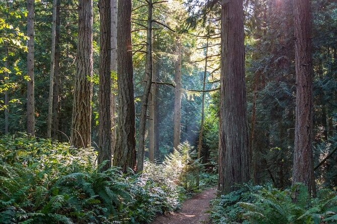 Visit Snoqualmie waterfall and an old forest (Transport Included) - Snoqualmie Falls in a timed visit that still feels unrushed