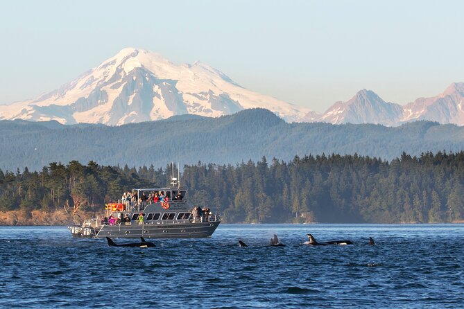 Whale Watching + Deception Pass Tour from Seattle - Key things to know before you go