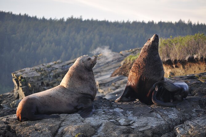 Whale Watching + Deception Pass Tour from Seattle - A 10.5-hour day with downtown pickup, a tight group, and real pacing