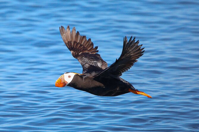 Whale Watching + Deception Pass Tour from Seattle - Outer Island Excursions boat time: what you’re likely to see and what to watch for