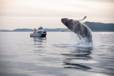 Whale Watching + Deception Pass Tour from Seattle