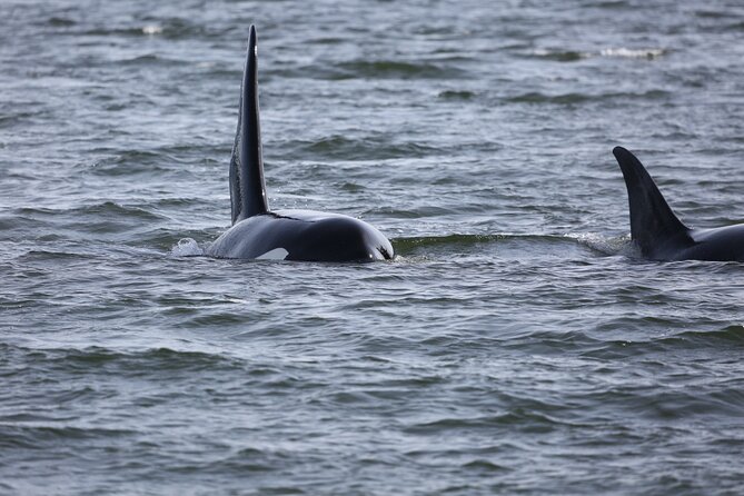 Whale Watching + Deception Pass Tour from Seattle - Lunch and snacks that actually keep you going