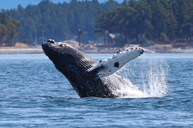 Whale Watching + Deception Pass Tour from Seattle - Comfort tips: what to pack for wind, damp, and long walks