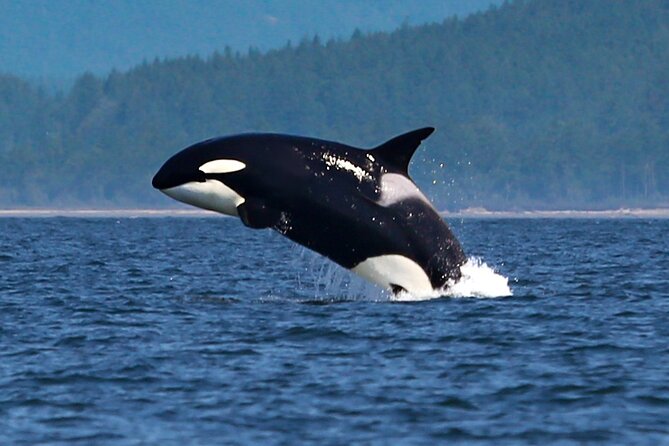 Whale Watching + Deception Pass Tour from Seattle - Price and value: what’s included, what’s not, and how to think about it