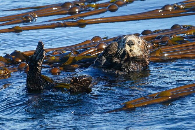 Whale Watching + Deception Pass Tour from Seattle - Who this tour is best for, and who should rethink it
